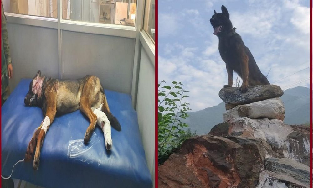RIP Zoom: सेना के असॉल्ट डॉग जूम का निधन, 2 गोली लगने के बाद भी आतंकियों से लड़ता रहा, लोगों दे रहे श्रद्धांजलि