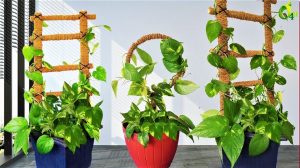Lucky Plants For House: इन 5 पौधों के आगे फेल है मनी प्लांट, घर में लगा लेंगे तो खुद दौड़ी चली आएगी मां लक्ष्मी