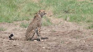 Cheetah Released: कूनो नेशनल पार्क के बड़े बाड़े में छोड़ा गया तीसरा नर चीता, मचा रहा है जमकर उछलकूद