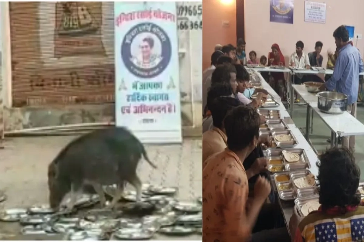Indira Rasoi Utensils Pigs Licking : राजस्थान में इंदिरा रसोई के बर्तनों को चाटते दिखे सुअर, CM अशोक गहलोत की रसोई की गुणवत्ता के दावों की खुली पोल