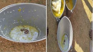 Snake in Mid Day Meal: बंगाल में स्कूल के मिड डे डील मिला सांप, कई बच्चे बीमार, मचा बवाल