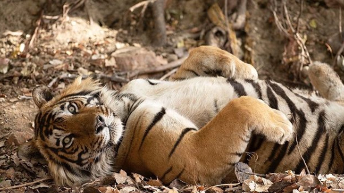 VIDEO: वन्यजीव प्रेमियों के लिए दुखद खबर, लंबे समय से बीमार चल रहे बाघ टी-57 की मौत
