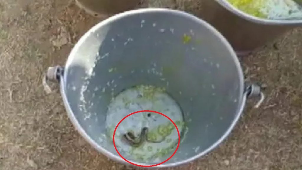 snake in midday meal in west bengal