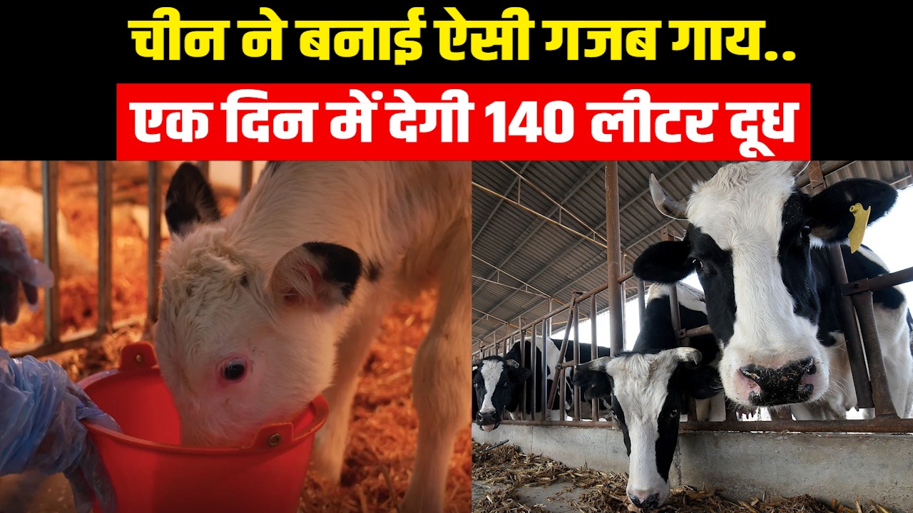 China Super Cow: एक दिन में 140 लीटर दूध देगी चीन की ये ‘सुपर काऊ’ 2 साल में बनेंगी 1 हजार गाय