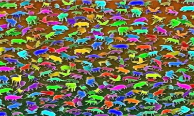 Optical Illusion Brain Challenge.........