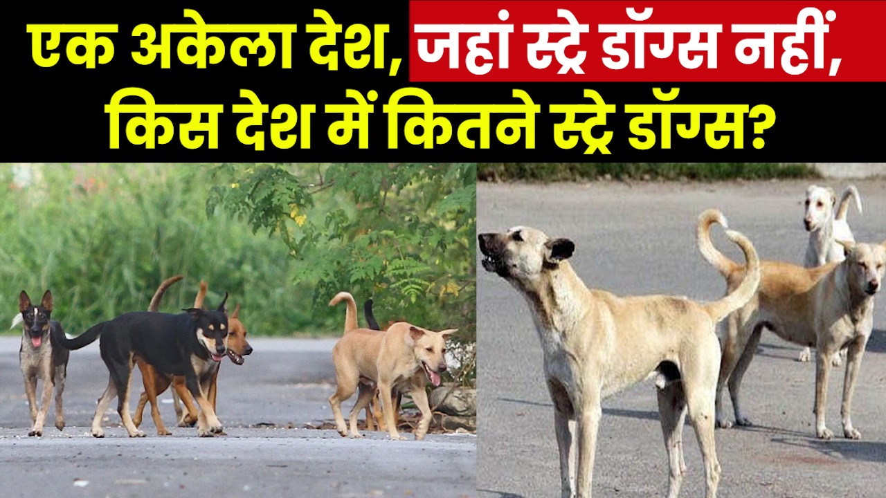 Country Without Stray Dogs: इस देश में ‘स्ट्रे डॉग’ नहीं मिलेंगे, भारत में कुत्तों की भरमार