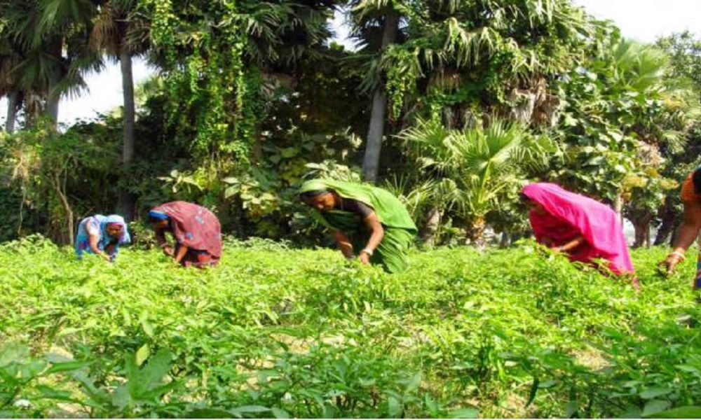 UP News: किसानों की खुशहाली के साथ नारी सशक्तिकरण का जरिया भी बना गन्ना