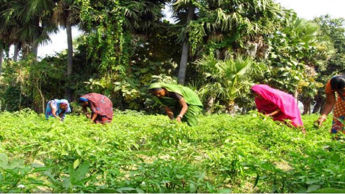 UP News: किसानों की खुशहाली के साथ नारी सशक्तिकरण का जरिया भी बना गन्ना