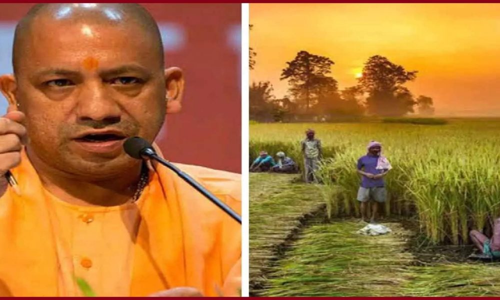 UP: हरी खाद के लिए 50 फीसद अनुदान पर किसानों को 30 हजार कुंतल ढैचा बीज मुहैया कराएगी यूपी की योगी सरकार