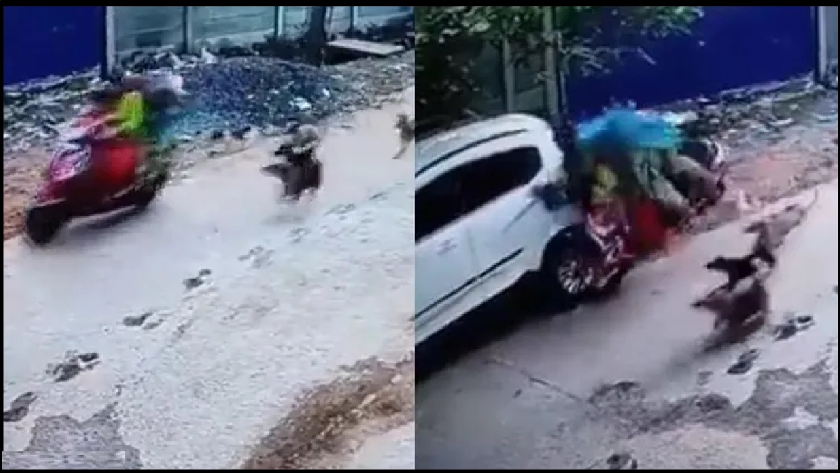 Odisha: नहीं थम रहा आवारा कुत्तों का आतंक, हमले से बचने की कोशिश कर रही थी महिला और हो गया जोरदार एक्सिडेंट, देखें Video