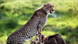 Kuno National Park: कूनो राष्ट्रीय उद्यान से दुखद खबर, मादा चीता ‘धात्री’ ने तोड़ा दम, अब तक 9 की मौत