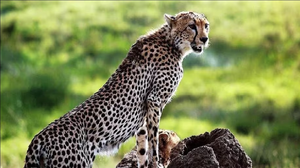 Cheetah Birth In Kuno: मध्यप्रदेश के कूनो नेशनल पार्क में मादा चीता ज्वाला ने 3 शावकों को दिया जन्म, देखिए नए मेहमानों का Video