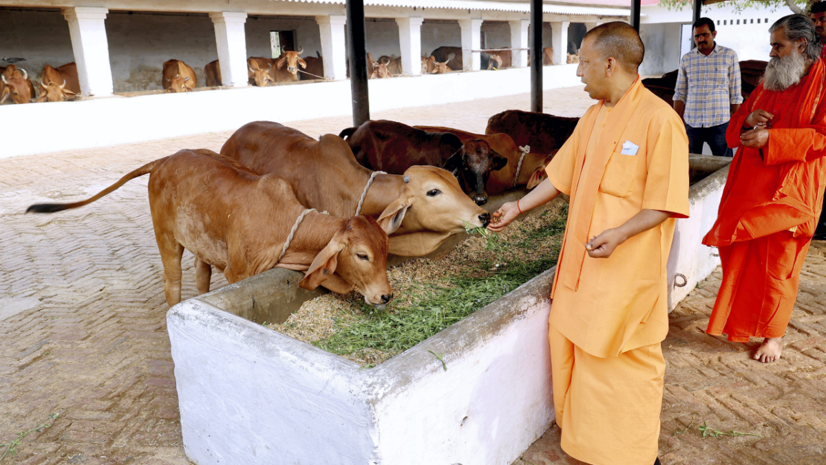 UP: यूपी में ‘नन्दिनी कृषक समृद्धि योजना’ की लॉन्च , 25 गायों की डेयरी की स्थापना पर 50 प्रतिशत अनुदान देगी योगी सरकार