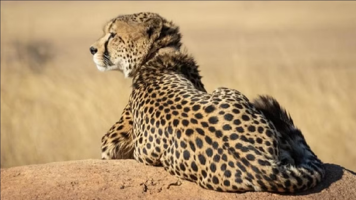 Project Cheetah: कूनो नेशनल पार्क से दूसरी बुरी खबर, अब उदय नाम के चीते की मौत, पहले मादा चीता ने गंवाई थी जान
