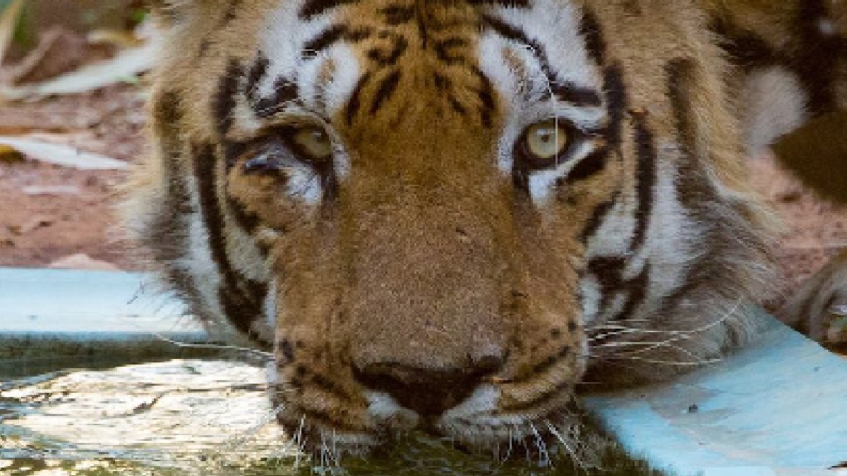 Tiger Census: बाघों की संख्या तो प्रोजेक्ट टाइगर से बढ़ रही, लेकिन इंसानों की वजह से हर साल जान भी गंवा रहा भारत का राष्ट्रीय पशु!