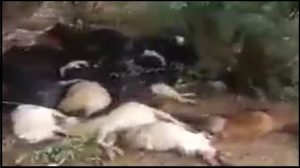 Rajasthan: जैसलमेर में आसमान से गिरी आफत, आकाशीय बिजली की चपेट में आने से 86 जानवरों की मौत