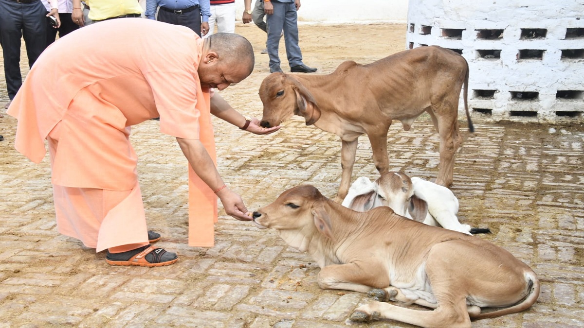 UP: योगी सरकार दूसरे राज्य से देशी गाय की खरीद पर देगी 40 हजार का अनुदान