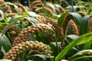 International Year of Millets: काशी से लेकर वाशिंगटन तक मिलेट्स का जलवा