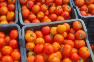 Tomato Rates: आज से सिर्फ ₹40 में खरीदें टमाटर, दिल्ली समेत इन शहरों में कम हुई कीमतें