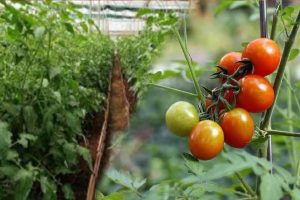 Tomato Prices: अभी और टेंशन बढ़ाएगा टमाटर, 300 रुपए प्रति किलो के पार होगी कीमत!