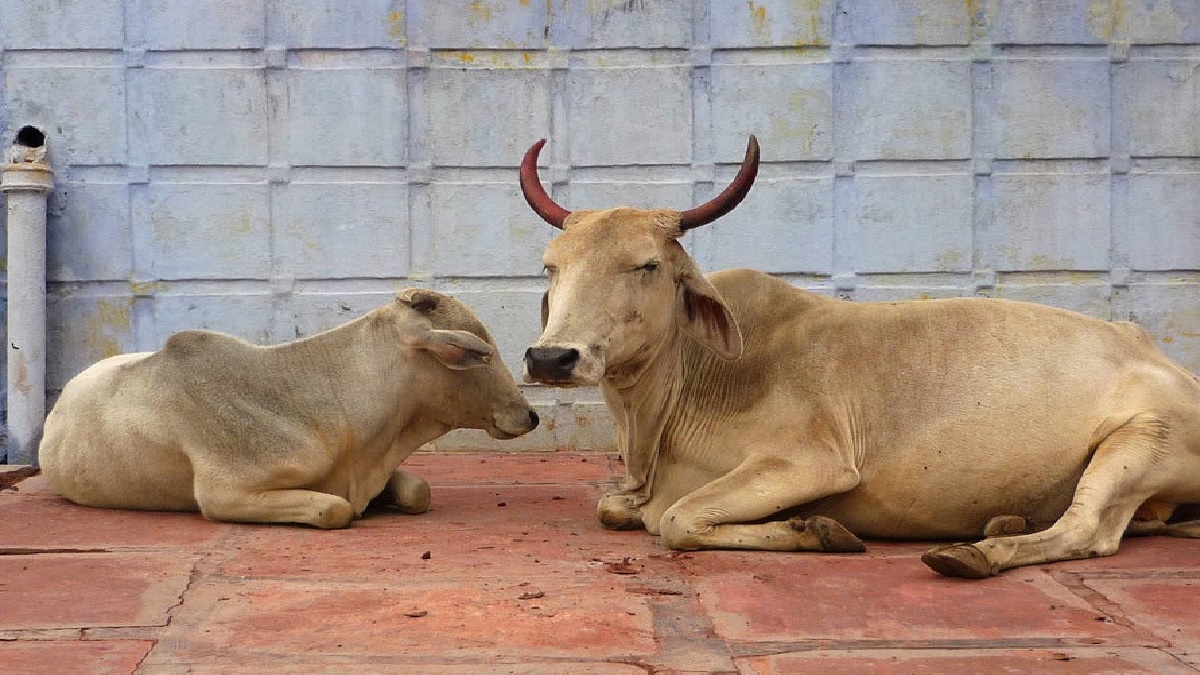 UP News: स्वदेशी गाय की नस्ल सुधार के लिए 15 हजार प्रोत्साहन राशि देगी योगी सरकार