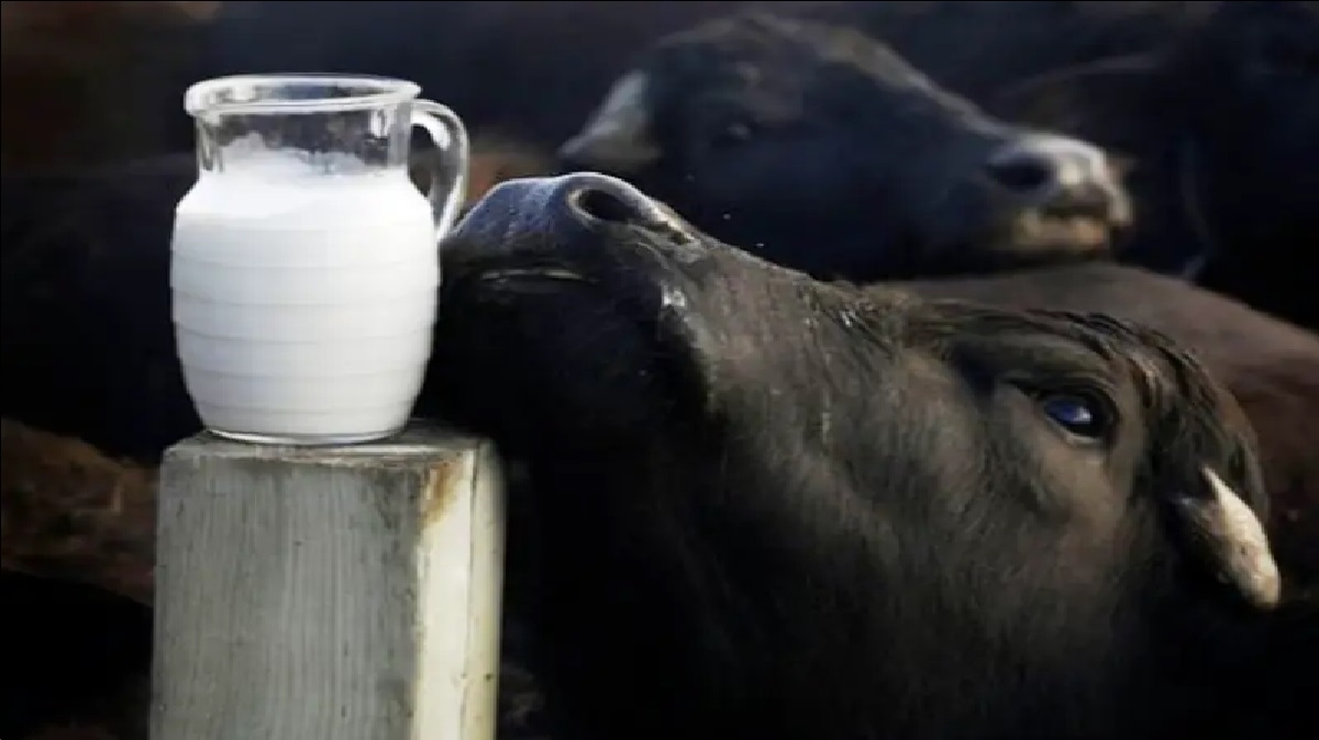 Buffalo Milk Price