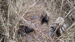 Kuno National Park: MP से आई गुड न्यूज, चीता आशा ने तीन शावकों दिया जन्म, भूपेंद्र यादव ने ‘X’ पर दी जानकारी