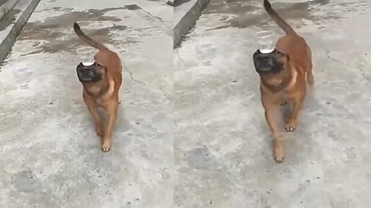 Viral Video: ‘सिर पर पानी का ग्लास, एक बूंद भी नीचे नहीं गिरी.. कुत्ते ने दिखाया बैलेंसिंग का ऐसा करतब, लोग बॉबी देओल से करने लगे तुलना