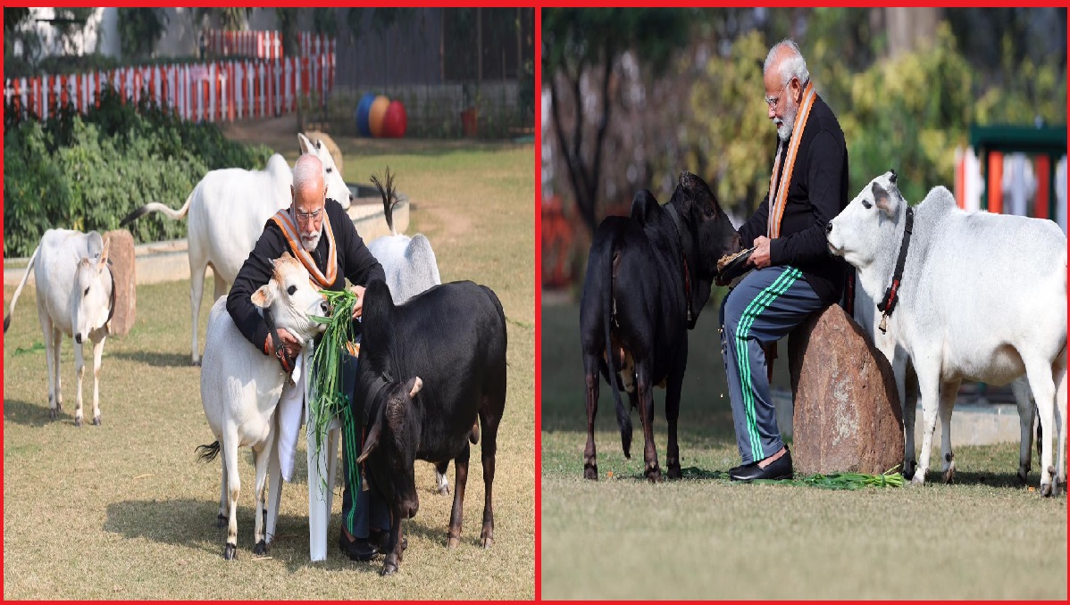 PM feeds Cows on the Occasion of Makar Sankranti: मकर संक्रांति पर दिखा पीएम मोदी का गौ-प्रेम, अपने आवास पर गायों को खिलाई घास, Photos हुईं वायरल