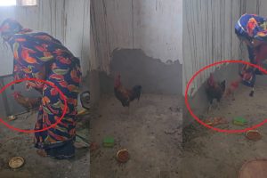 Kajal Raghwani: एक्टिंग छोड़ काजल राघवानी मुर्गे के साथ कर रही अजीबोगरीब काम!, देखकर नहीं होगा यकीन