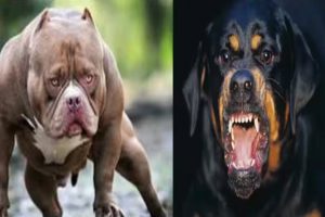 Ferocious Dogs Breed Banned Case : खूंखार नस्ल के कुत्तों को पालने पर रोक खत्म, पशुपालन विभाग के आदेश को कर्नाटक हाईकोर्ट ने किया रद्द