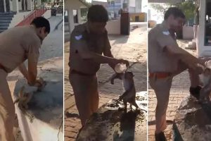 Policeman Saved Life Of Baby Monkey : गर्मी से बेहोश हुए बंदर के बच्चे के लिए पुलिसकर्मी बना देवदूत, कड़ी मशक्कत के बाद बचाई जान