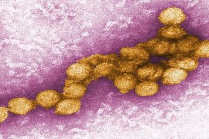 What Is West Nile Virus In Hindi: क्या है वेस्ट नाइल वायरस, जिसके केरल में मिल रहे मरीज; जानिए कितना खतरनाक और क्या होते हैं लक्षण