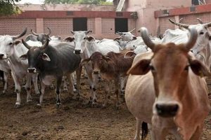 Carcass Of More Than 50 Cows Found : मध्य प्रदेश में गायों की सिर काटकर हत्या, 50 से ज्यादा गोवंश के शव बरामद