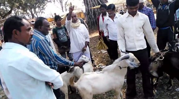 Goat Prices On Bakrid In Hindi: बकरीद से पहले बकरों की कीमत छू रही आसमान!, जानिए कहां कितने लाख में मिल रहा कुर्बानी के लिए जानवर