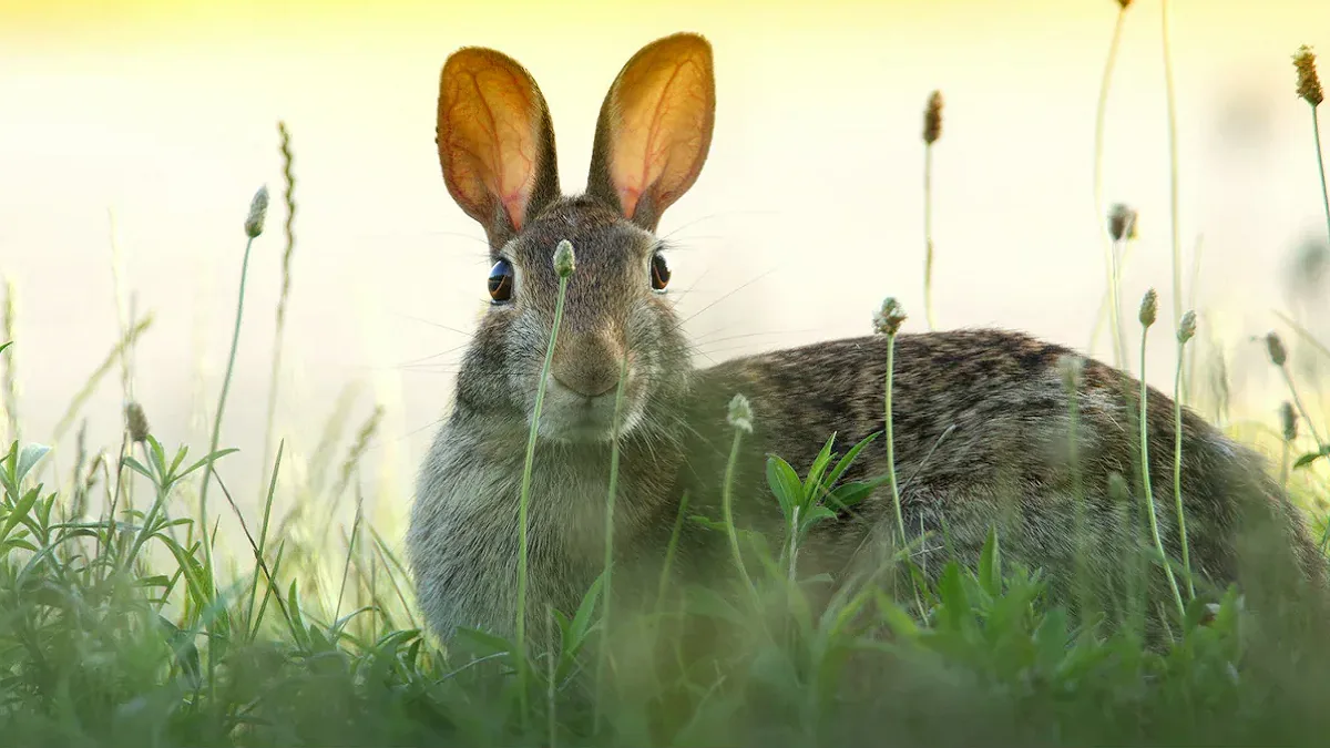 Rabbit Fever: चीन के HMPV वायरस अलर्ट के बीच अमेरिका में दुर्लभ बीमारी ‘रैबिट फीवर’ के मामले बढ़े, वैज्ञानिक और स्वास्थ्य एजेंसियां सतर्क